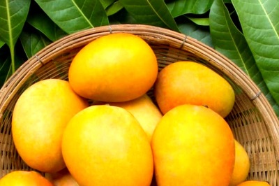 Mango Magic: Discover Delicious Recipes to Brighten Your Summer