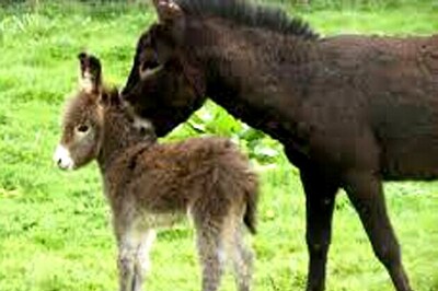 Karnataka politician honours donkeys for hard work; dogs, buffaloes, cows next in line