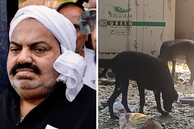 ‘Dog Days’ for Slain Gangster Atiq Ahmed’s Pets End: Great Danes Dainy, Sando & Kallu Adopted