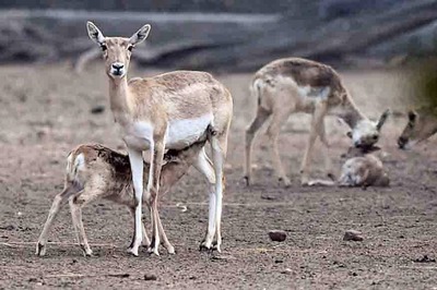 Oh Deer: Japan Park Issues Tips as Animals Nibble Tourists