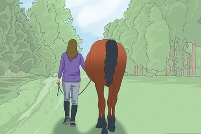 How to Teach a Horse to Rear