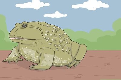 How to Take Care of an American Bullfrog
