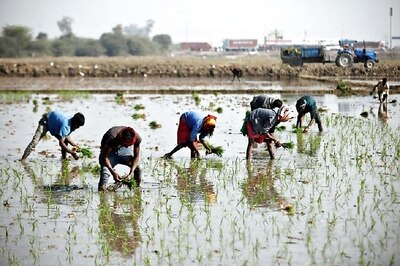 Pre-monsoon Sowing of Kharif Crops Begins, Paddy Acreage Up 27 Percent
