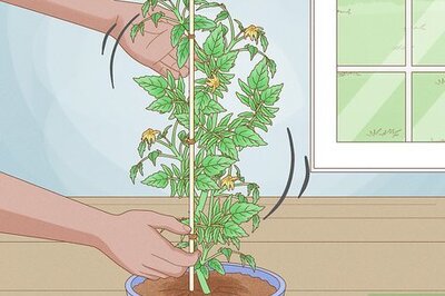 A Complete Guide to Pollinating Tomatoes by Hand
