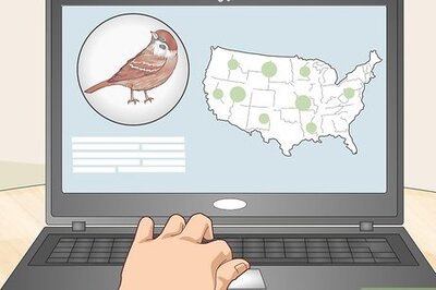 How to Attract Sparrows