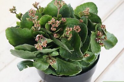 How to Care for Flaming Katy