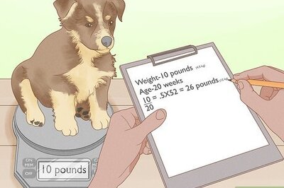 How to Tell How Big a Mixed Puppy Will Get: 12 Ways