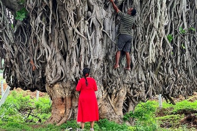 Ok Google, Take Me to a Banyan. Hyderabad’s Green Activists Geotag 914 Trees in Effort to Protect Them