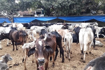 UP Govt Proposes First Cow Safari at Barabanki, Site to Develop for Religious Tourism
