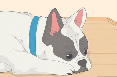 How to Train a Dog to Not Be Clingy