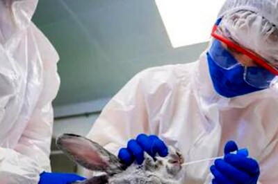 Covid-19: What Happens if a Far More Lethal Coronavirus Emerges in Pets?