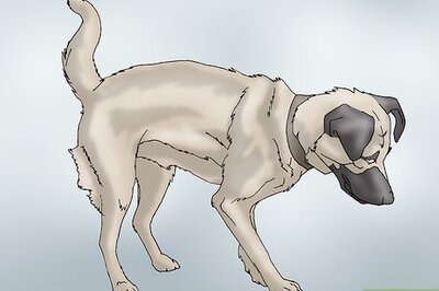 How to Recognize Signs of Hip Dysplasia in Dogs