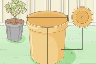 How & When to Repot Succulents