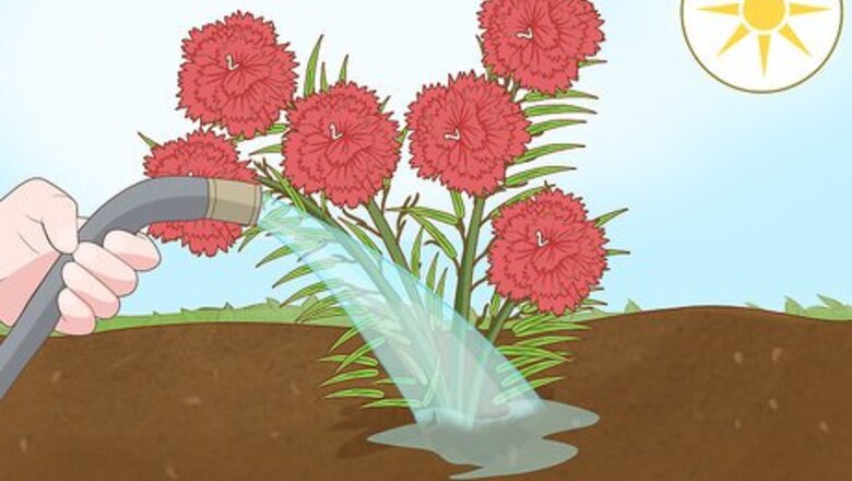 How to Water Carnations