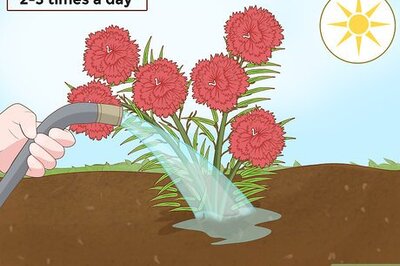 How to Water Carnations