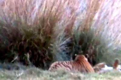 Video Of Mama Tiger Bonding With Her Cubs Is Pure Gold
