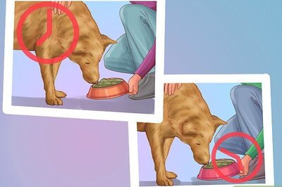 How to Be a Responsible Dog Owner