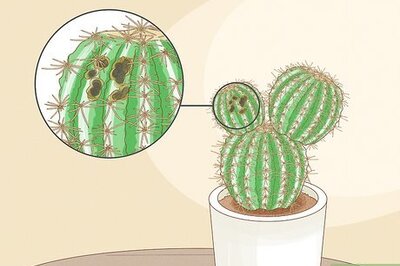 How to Prune Cactus