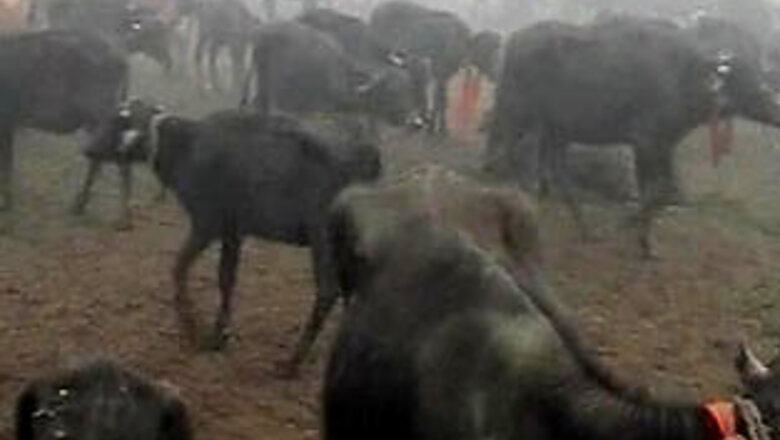 Activists condemn 20,000 animals' sacrifice in Nepal