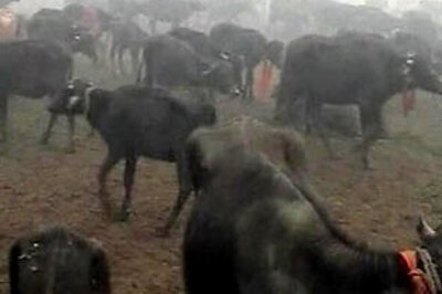 Activists condemn 20,000 animals' sacrifice in Nepal