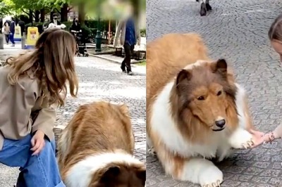 Japanese Man Who Turned Into Dog Goes For His First Ever Walk, Video is Now Viral