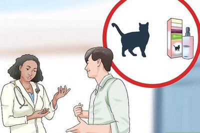 How to Transport a Nervous Cat