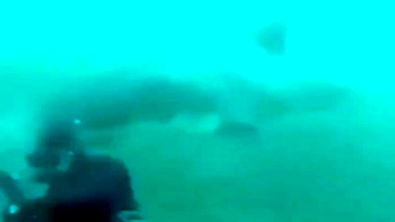 Watch: Bone-Chilling Moment When A Diver Was Attacked By A Shark