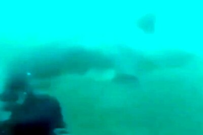 Watch: Bone-Chilling Moment When A Diver Was Attacked By A Shark