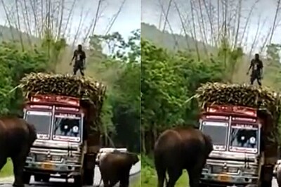 Elephants Stop Truck Carrying Sugarcane to Collect 'Tax', Video Goes Viral