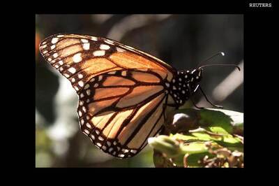 Massive decline in butterflies in Himalayas