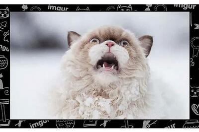 See: Imgur's top 15 most viral cats for 2015