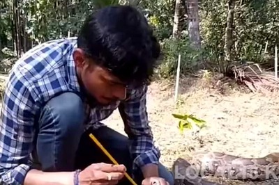 Unconscious Python Resurrected Using Artificial Respiration In Karnataka