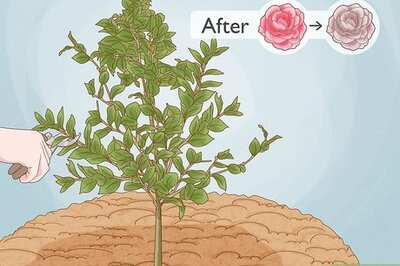 How to Prune Camellia