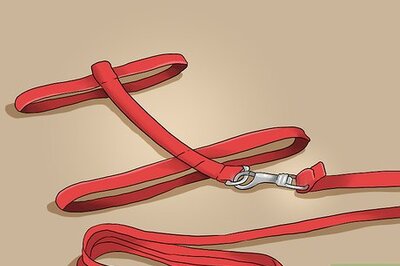 How to Take Your Pet Bird Outside