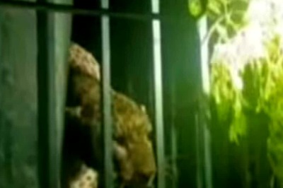 Watch: Forest Department Uses Sniffer Dogs To Catch Deadly Leopard In Tamil Nadu