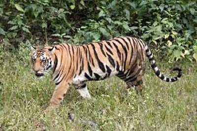 No New Road Projects in Tiger Corridors of Maharashtra Without Complying with NTCA Plan: NGT