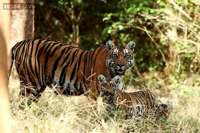 Prakash Javadekar and NGO squabble, time to put environment before dollars