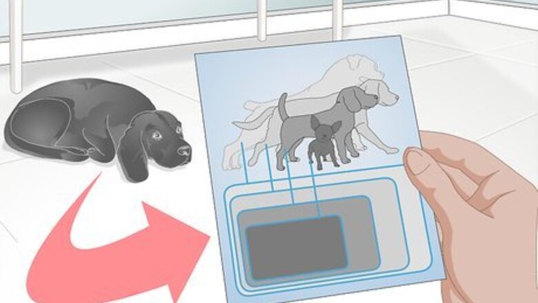 How to Buy an Orthopedic Dog Bed