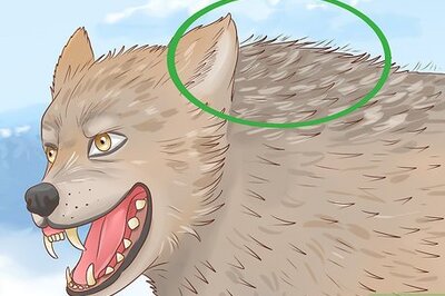 How to Understand Wolf Body Language