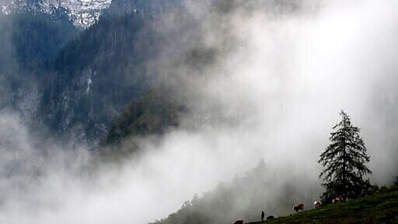 Pandemic Spells Quieter Return From Alps For Bavarian Cows