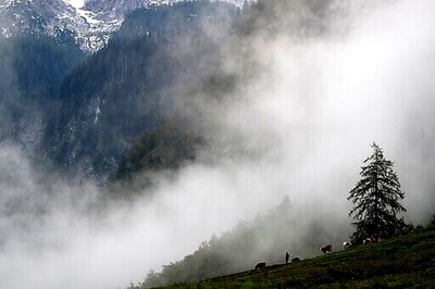 Pandemic Spells Quieter Return From Alps For Bavarian Cows