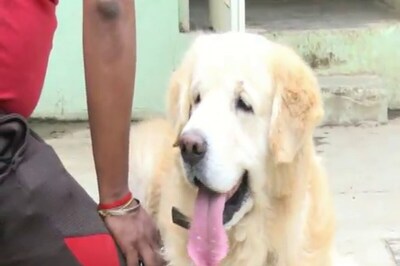 Man's Best Friend: Dog Saves 150 People in Bengaluru Apartment Fire