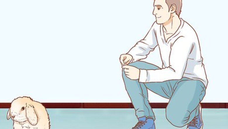 How to Handle Rabbits