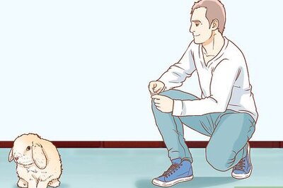 How to Handle Rabbits