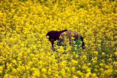 Time For Indian Govt to Give Farmers Access to GM Crops, Says Leading Scientist