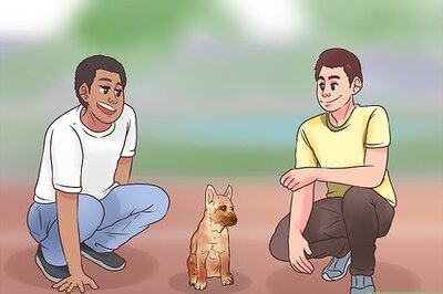 How to Train a Belgian Malinois
