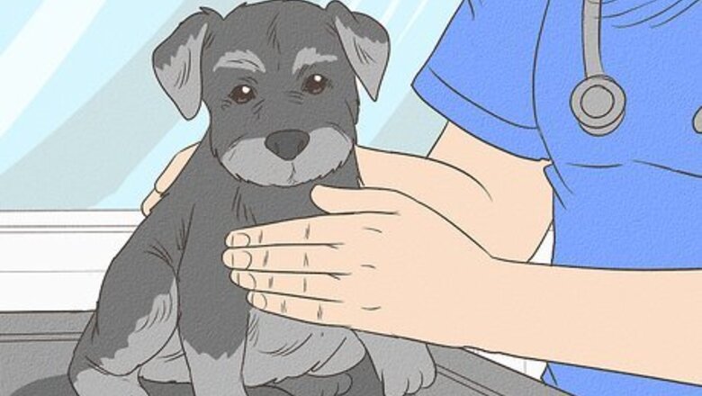 How to Care for a Miniature Schnauzer Puppy