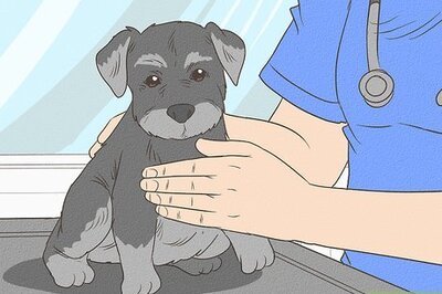 How to Care for a Miniature Schnauzer Puppy
