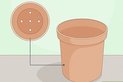 How to Care for a Zebra Succulent