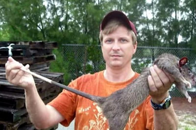 Meet Gambian Pouched Rat, One Of The World’s Largest Rodents